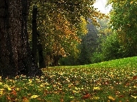 Liście, Drzewa, Trawa