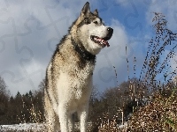 Drzewa, Alaskan Malamute, Trawa