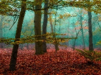 Mgła, Las, Jesień, Drzewa