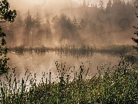 Drzewa, Jezioro, Mgła, Trawa