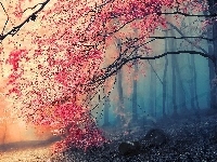 Drzewa, Las, Mgła, Jesień