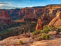 Drzewa, Kolorado, Stany Zjednoczone, Colorado National Monument, Krzewy, Skały