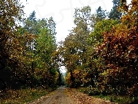 Drzewa, Kolory, Droga, Mostek, Jesienne