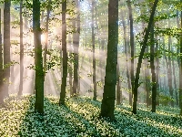 Promienie słońca, Las, Drzewa, Czosnek niedźwiedzi
