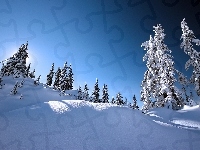 Śnieg, Drzewa, Niebo