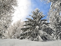 Śnieg, Drzewa, Zima