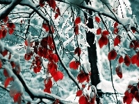 Drzewa, Gałązki, Zima, Śnieg, Liście