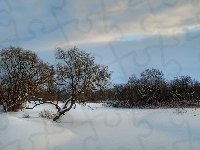 Drzewa, Zima, Śnieg, Niebo