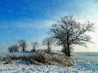 Drzewa, Zima, Śnieg, Pola