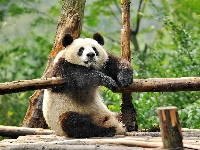 Odpoczynek, Miś, Panda, Drzewa
