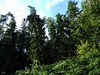 Drzewa, Niebo, Las, Olbrzymie, Turkusowe