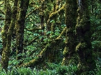 Drzewa, Dżungla, Omszałe, Paprocie