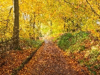Liście, Park, Ścieżka, Drzewa, Jesień, Opadłe
