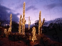 Drzewa, Kaktusy, Oświetlenie, Święta