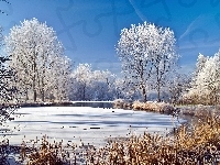 Drzewa, Zima Las, Oszronione, Jezioro