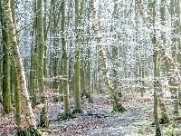 Drzewa, Zima, Oszronione, Las