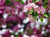Drzewa, Kwiaty, Owocowego, Bokeh
