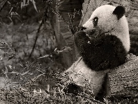 Drzewa, Miś, Panda, Trawy