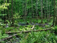 Paprocie, Drzewa, Woda