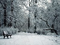 Ławka, Park, Drzewa, Zima
