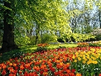 Drzewa, Holandia, Park, Tulipany