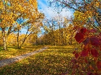 Drzewa, Jesień, Park, Droga