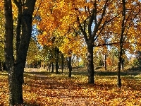 Drzewa, Jesień, Park, Liście