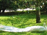 Park, Biały, Paw, Drzewa