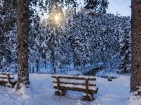 Drzewa, Wschód słońca, Zima, Park, Ławki