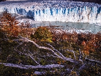 Jesień, Argentyna, Perito Moreno, Konary, Lodowiec, Patagonia, Drzewa