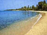 Drzewa, Morze, Plaża, Las