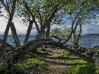 Drzewa, Jezioro, Pochylone, Ścieżka