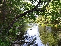 Drzewa, Kamienie, Rzeka, Pochylone, Gałęzie