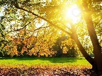 Drzewa, Park, Promienie Słońca