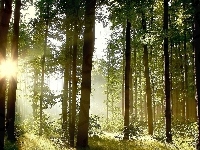 Drzewa, Las, Przebijające Światło