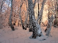Drzewa, Zima, Ośnieżone, Przebijające Światło