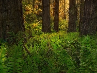 Drzewa, Kalifornia, Stany Zjednoczone, Park Narodowy Redwood, Paprocie, Las