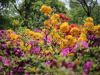 Rododendrony, Kwiaty, Krzewy, Drzewa