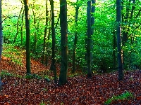 Drzewa, Gdańsk, Polska, Trójmiejski Park Krajobrazowy, Rośliny, Las Oliwski