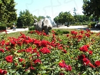 Drzewa, Park, Róże, Fontanna
