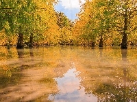 Drzewa, Rozlewisko
