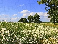 Drzewa, Łąka, Rumianki, Lato