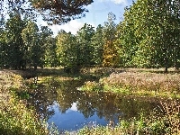 Drzewa, Odbicie, Jesień, Rzeczka, Rośliny
