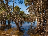 Drzewa, Rzeka
