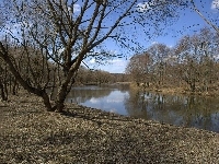 Drzewa, Jesień, Duża, Rzeka, Późna