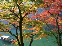 Rzeka, Drzewa, Japonia