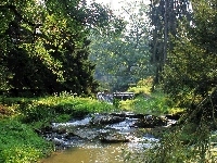 Drzewa, Las, Rzeka, Kamienie