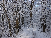 Droga, Las, Zima, Drzewa, Śnieg, Ścieżka