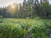 Irys, Las, Mokradła, Drzewa, Wschód słońca