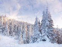 Drzewa, Promienie Słońca, Śnieg
